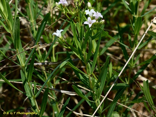 {Houstonia lanceolata}